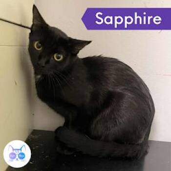 Rescue Domestic Short Hair Cats for Adoption in Penfield, New York - Sapphire | PetCurious