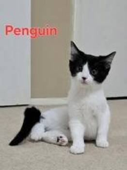 Penguin -  Domestic Short Hair Cat for Adoption in Newport, Kentucky - Penguin | PetCurious