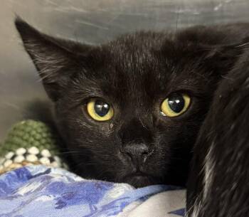 Pebble -  Domestic Short Hair Cat for Adoption in Saint Clairsville, Ohio - Pebble | PetCurious