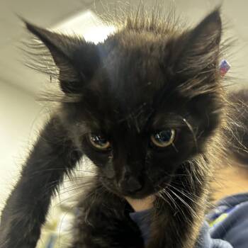 Zeke -  Domestic Short Hair Cat for Adoption in Newark, New Jersey - Zeke | PetCurious