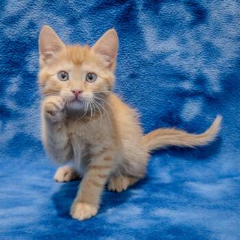 Ronnie -  Domestic Short Hair Cat for Adoption in Overland Park, Kansas - Ronnie | PetCurious