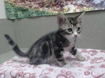 A551965 -  Domestic Short Hair Cat for Adoption in Moreno Valley, California - A551965 | PetCurious