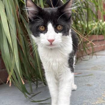 Rescue Tuxedo Cats for Adoption in Campbell, California - Coco | PetCurious