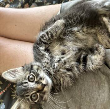 Major Mayhem SG -  Domestic Medium Hair and Maine Coon Cat for Adoption in Napa, California - Major Mayhem SG | PetCurious