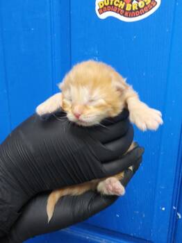 Havoc -  Domestic Short Hair Cat for Adoption in Evansville, Indiana - Havoc | PetCurious