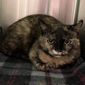 Marmalade -  Domestic Short Hair Cat for Adoption in Fairport, New York - Marmalade | PetCurious