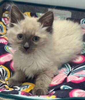 Maisie (Artemis) -  Ragdoll Cat for Adoption in Davis, California - Maisie (Artemis) | PetCurious