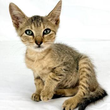 Simba -  American Shorthair Cat for Adoption in Lufkin, Texas - Simba | PetCurious