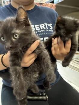 Domestic Short Hair Cats Available for Adoption in Morristown, New Jersey - Watermelon | PetCurious