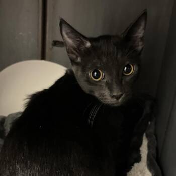 Terra -  Domestic Short Hair Cat for Adoption in West Palm Beach, Florida - Terra | PetCurious