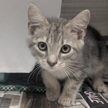 Atlas -  Domestic Short Hair Cat for Adoption in Hendersonville, North Carolina - Atlas | PetCurious