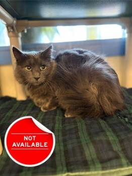 Rescue Domestic Short Hair Cats for Adoption in Lowell, Massachusetts - Abracadaniel | PetCurious