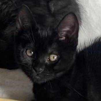 Domestic Long Hair and Domestic Short Hair Cats Available for Adoption - Charolette | PetCurious