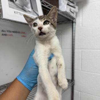 Brisa -  Domestic Short Hair Cat for Adoption in Edinburg, Texas - Brisa | PetCurious