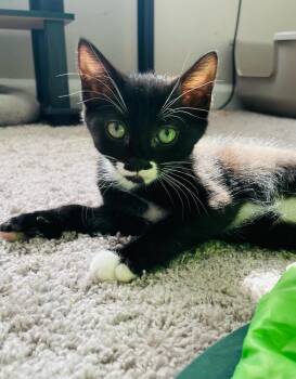 Martha -  Domestic Short Hair Cat for Adoption in Salisbury, North Carolina - Martha | PetCurious