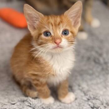 Doughboy -  Domestic Short Hair Cat for Adoption in Cumming, Georgia - Doughboy | PetCurious