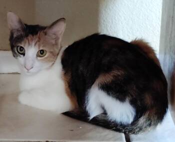Luna -  Calico Cat for Adoption in San Jacinto, California - Luna | PetCurious