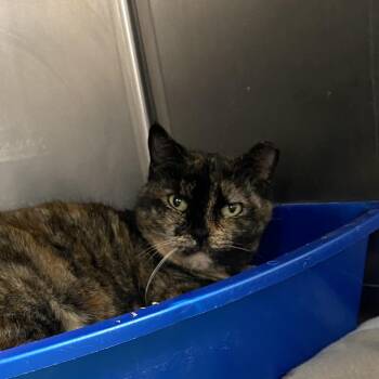 Crazy Girl -  Domestic Short Hair Cat for Adoption in Titusville, Florida - Crazy Girl | PetCurious