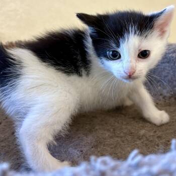 Rescue Domestic Short Hair Cats for Adoption in Akron, Ohio - Whopper | PetCurious