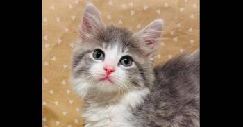 Evangeline -  Domestic Long Hair Cat for Adoption in Groveland, Massachusetts - Evangeline | PetCurious