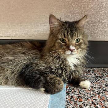 Domestic Long Hair Cats Available for Adoption in Salt Lake City, Utah - Roger | PetCurious