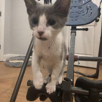 Millie -  Domestic Short Hair Cat for Adoption in Lawrenceville, Georgia - Millie | PetCurious