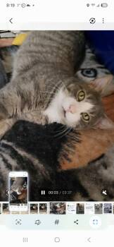 Tabby Cats Available for Adoption - Niko | PetCurious