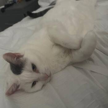 Domestic Short Hair Cats Available for Adoption in Reno, Nevada - Rey | PetCurious