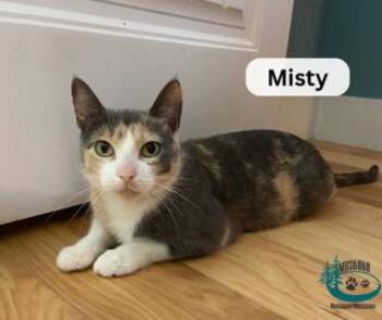 Rescue Domestic Short Hair Cats for Adoption in Huntsville, Ontario - Misty! | PetCurious