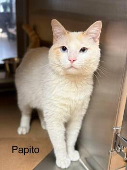 Siamese Cats Available for Adoption - Papito - Flame Point Siamese | PetCurious