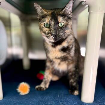 Maple -  Domestic Short Hair Cat for Adoption in New Fairfield, Connecticut - Maple | PetCurious