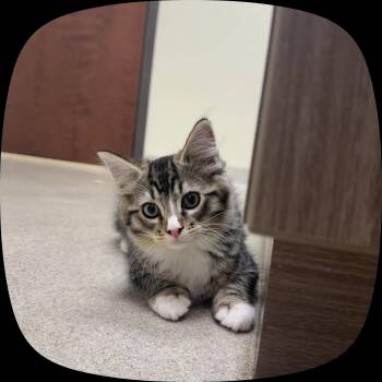 Kiwi -  Domestic Long Hair Cat for Adoption in Boone, North Carolina - Kiwi | PetCurious