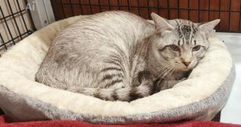 Kerian -  Domestic Short Hair Cat for Adoption in Cottonwood, Arizona - Kerian | PetCurious