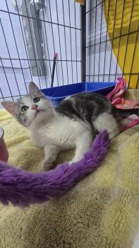 Domestic Short Hair Cats Available for Adoption - Evelyn | PetCurious