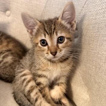 Domestic Short Hair Cats Available for Adoption - Dolly | PetCurious
