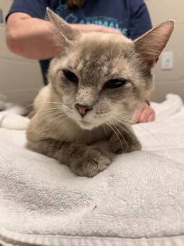 Braveheart -  Domestic Short Hair Cat for Adoption in Fairfax, Virginia - Braveheart | PetCurious