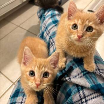 Domestic Short Hair Cats Available for Adoption in Jarrettsville, Maryland - GI Joe | PetCurious