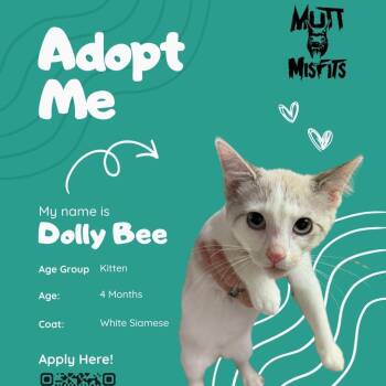 Dolly Bee -  Domestic Short Hair Cat for Adoption in Oklahoma City, Oklahoma - Dolly Bee | PetCurious