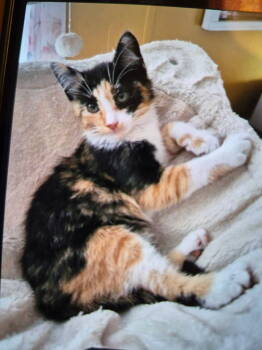 Rescue Calico Cats for Adoption in Livonia, Michigan - Cricket | PetCurious