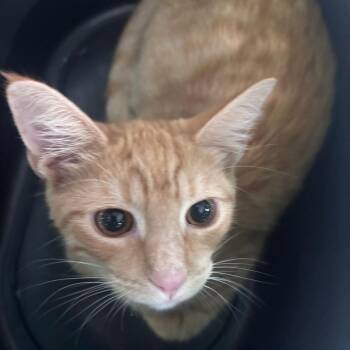 Coco -  Domestic Short Hair Cat for Adoption in Indianapolis, Indiana - Coco | PetCurious