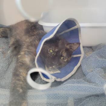 Tortoiseshell Cats Available for Adoption in Morris, Minnesota - Mack | PetCurious