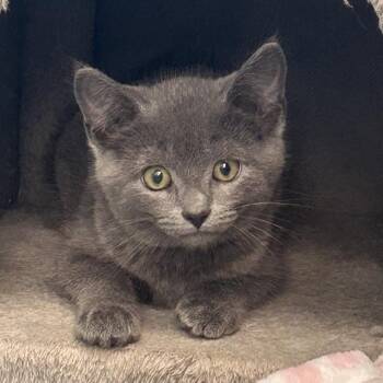 Buckingham -  Domestic Short Hair Cat for Adoption in Watertown, New York - Buckingham | PetCurious