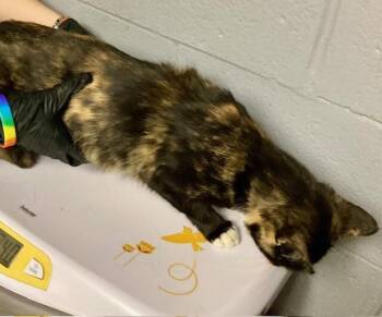 Claudia -  Domestic Short Hair Cat for Adoption in Cincinnati, Ohio - Claudia | PetCurious