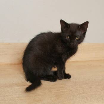 Cricket  C69206 -  Domestic Short Hair Cat for Adoption in Minnetonka, Minnesota - Cricket  C69206 | PetCurious