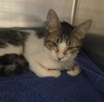 Padme -  Domestic Medium Hair Cat for Adoption in El Paso, Texas - Padme | PetCurious