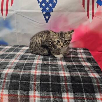 Domestic Short Hair Cats Available for Adoption in Wylie, Texas - ASPEN | PetCurious