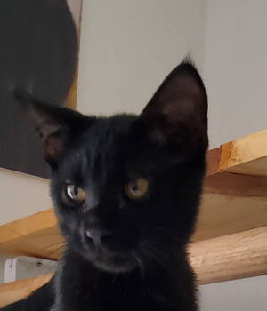 Rescue Domestic Short Hair Cats for Adoption in Champaign, Illinois - Dos | PetCurious