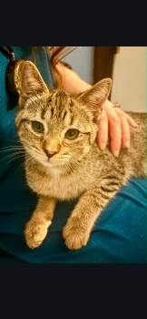 Honey -  Domestic Short Hair Cat for Adoption in Wheaton, Illinois - Honey | PetCurious
