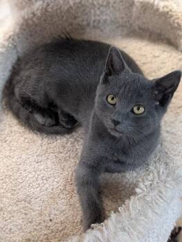 Megara -  Domestic Short Hair Cat for Adoption - Megara | PetCurious
