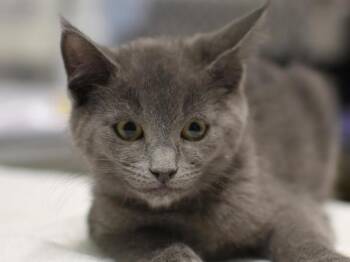 Briar -  Domestic Short Hair Cat for Adoption in Portland, Oregon - Briar | PetCurious